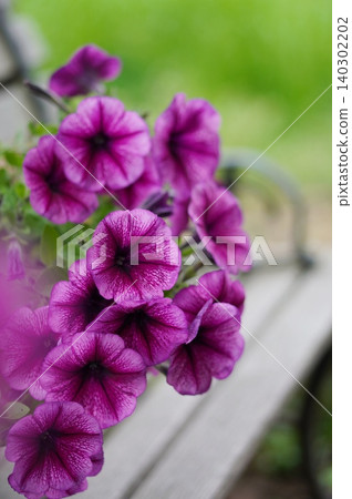 紫色矮牽牛花 紫色矮牽牛花 140302202