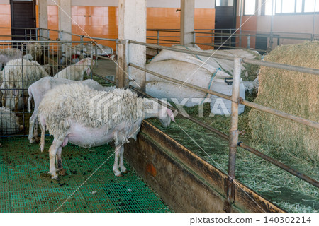 Domestic sheep stand in farm stall, animals graze in spacious stable outdoor Domestic sheep stand in farm stall, animals graze in spacious stable outdoor 140302214