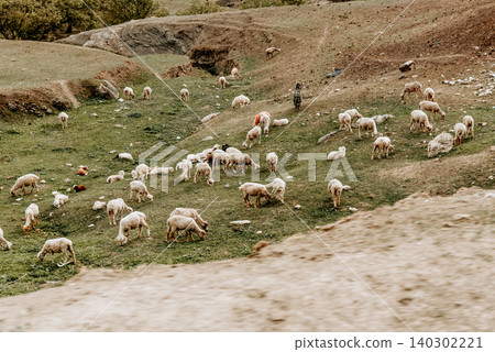 Herd of mountain sheep grazing on hilly green meadow, farm animals walking Herd of mountain sheep grazing on hilly green meadow, farm animals walking 140302221