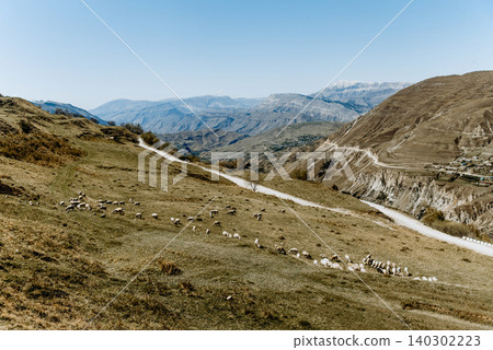 Herd of mountain sheep grazing on hilly green meadow, farm animals walking Herd of mountain sheep grazing on hilly green meadow, farm animals walking 140302223