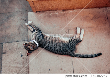 Homeless underbred pet funny cat on streets of old city in Baku, Azerbaijan 140302237