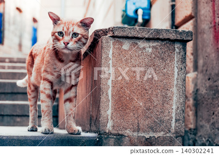 Homeless underbred pet funny cat on streets of old city in Baku, Azerbaijan 140302241