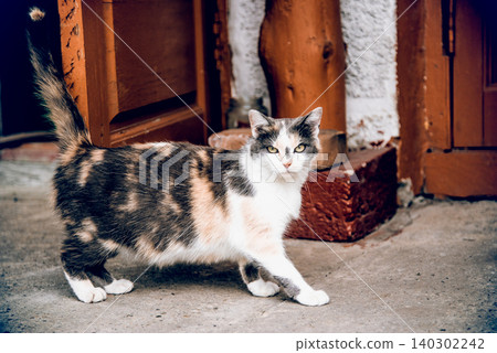 Homeless underbred fluffy furry funny domestic cat pet animal walk city streets Homeless underbred fluffy furry funny domestic cat pet animal walk city streets 140302242