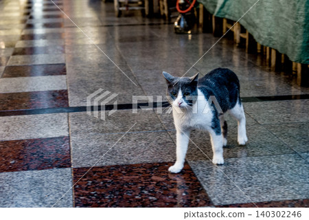 Homeless underbred fluffy furry funny domestic cat pet animal walk city streets Homeless underbred fluffy furry funny domestic cat pet animal walk city streets 140302246