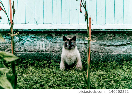 Homeless underbred fluffy furry funny domestic cat pet animal walk city streets Homeless underbred fluffy furry funny domestic cat pet animal walk city streets 140302251
