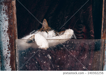 Cute fluffy cat lie on curtain behind window glass, pet resting, village kitten Cute fluffy cat lie on curtain behind window glass, pet resting, village kitten 140302256