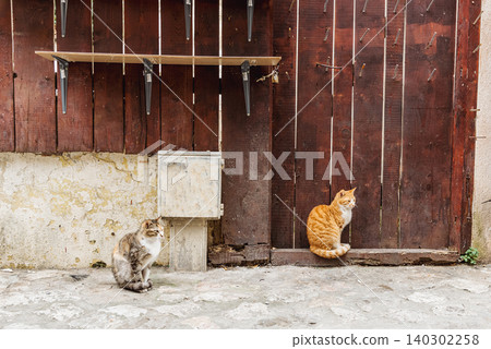 Two homeless cute fluffy cats sit cobblestone lane background old wooden fence Two homeless cute fluffy cats sit cobblestone lane background old wooden fence 140302258