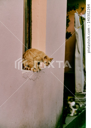 Homeless underbred fluffy furry funny domestic cat pet animal walk city streets 140302264