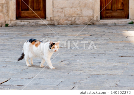 Homeless underbred fluffy furry funny domestic cat pet animal walk city streets Homeless underbred fluffy furry funny domestic cat pet animal walk city streets 140302273