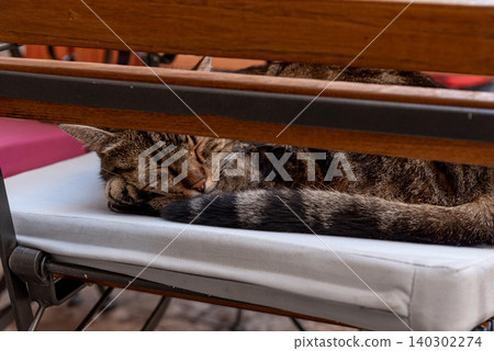 Homeless fluffy funny domestic cat pet animal curl up and sleep on cafe chair 140302274