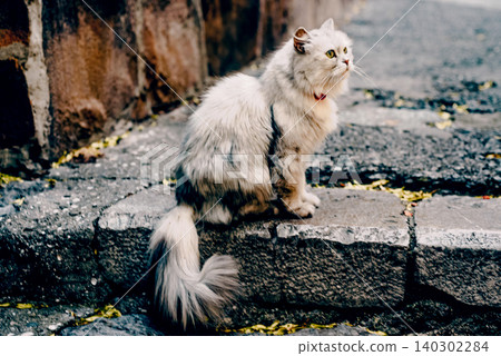 Homeless underbred fluffy furry funny domestic cat pet animal walk city streets Homeless underbred fluffy furry funny domestic cat pet animal walk city streets 140302284