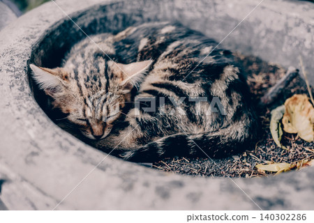 Homeless fluffy funny domestic cat pet animal curl up and sleep on city street 140302286