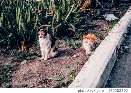 Homeless underbred fluffy furry funny domestic cat pet animal walk city streets Homeless underbred fluffy furry funny domestic cat pet animal walk city streets 140302292