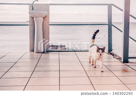 Homeless underbred fluffy furry funny domestic cat pet animal walk city streets Homeless underbred fluffy furry funny domestic cat pet animal walk city streets 140302293