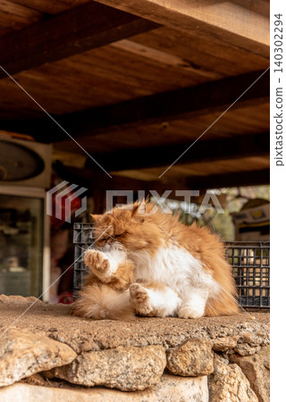 Homeless underbred fluffy furry funny domestic cat pet animal walk city streets 140302294