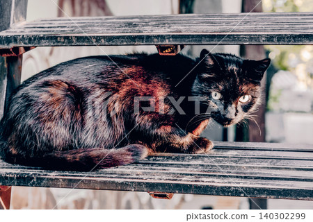 Homeless underbred fluffy furry funny domestic cat pet animal walk city streets Homeless underbred fluffy furry funny domestic cat pet animal walk city streets 140302299