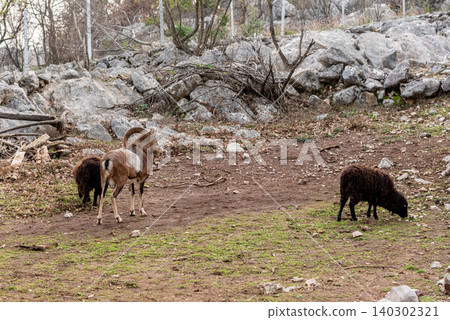 Domestic farm animals walking in spacious stall, animals on farmland landscape Domestic farm animals walking in spacious stall, animals on farmland landscape 140302321