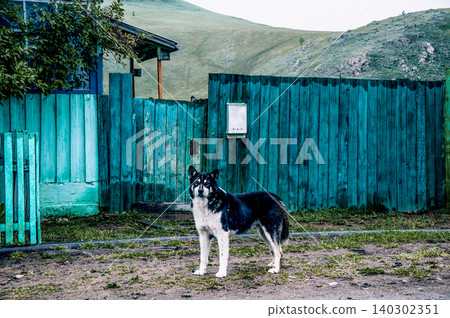 Domestic non-pedigreed pet furry fluffy yard dog guard village house portrait Domestic non-pedigreed pet furry fluffy yard dog guard village house portrait 140302351