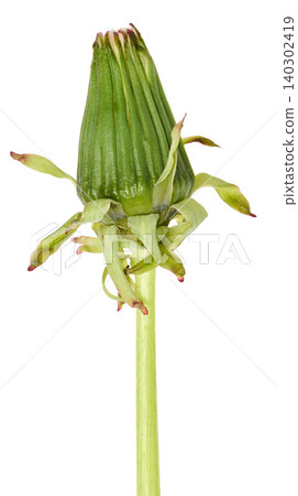Yellow wilted dandelion on a long green stem, isolated background Yellow wilted dandelion on a long green stem, isolated background 140302419