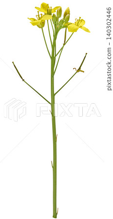 Green stem of wild mustard rapeseed with small yellow flowers and buds 140302446