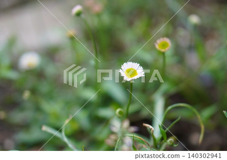 Elleron Elleron 140302941