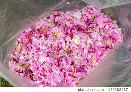 Pink rose petals fill plastic bag after harvest. Kazanlak Rose Festival in Bulgaria. Rose petals show rose picking, floral production, perfume ingredient, harvest, Valley of Roses 140302987