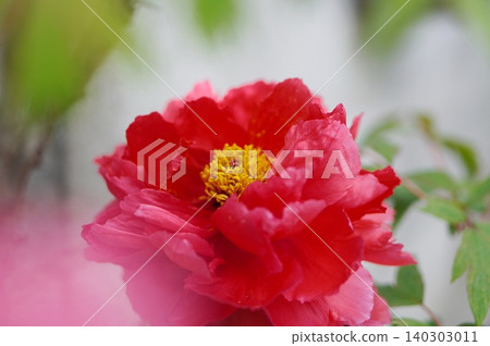 Peony Peony 140303011