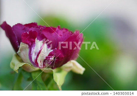 Peony Peony 140303014