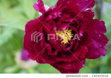 Peony 140303016