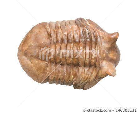 trilobite fossil cutout on white background 140303131