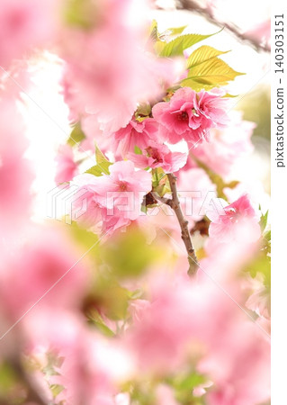 盛開的櫻花預示著春天的到來 140303151