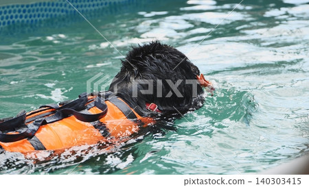 Black dog swimming with a life jacket during animal hydrotherapy rehabilitation Black dog swimming with a life jacket during animal hydrotherapy rehabilitation 140303415