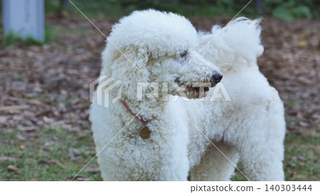 White standard poodle dog running free in a park enjoying outdoor activity White standard poodle dog running free in a park enjoying outdoor activity 140303444