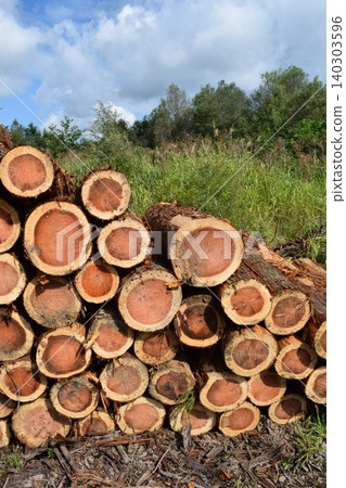 Logs of cut cedar Shonai, Yamagata Prefecture Logs of cut cedar Shonai, Yamagata Prefecture 140303596