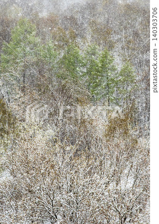 trees in forest snow-covered after spring snowfall trees in forest snow-covered after spring snowfall 140303706