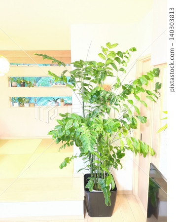 Chamaedorea koseiensis, 10-inch pot, large houseplant, tall Chamaedorea, a bright interior green for your living room. Chamaedorea koseiensis, 10-inch pot, large houseplant, tall Chamaedorea, a bright interior green for your living room. 140303813