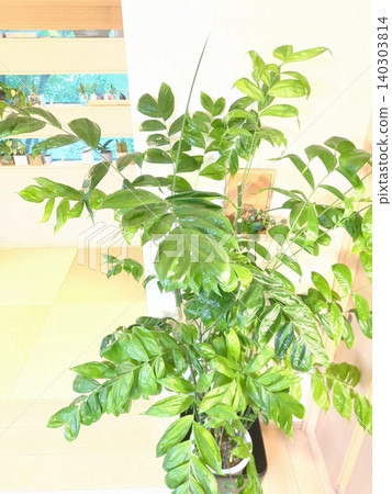 Chamaedorea koseiensis, 10-inch pot, large houseplant, tall Chamaedorea, a bright interior green for your living room. 140303814