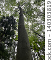 Numerous claw marks of Asiatic black bears remain on the trunks of beech trees. Numerous claw marks of Asiatic black bears remain on the trunks of beech trees. 140303819