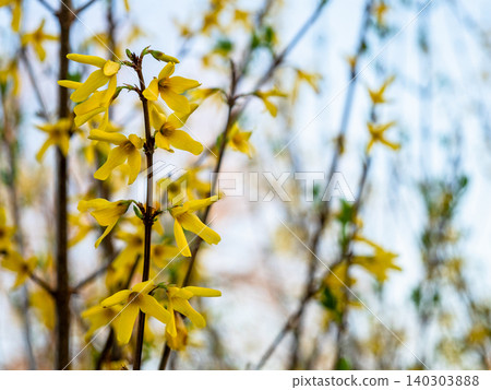 yellow flowers on twig of Forsythia shrub close-up yellow flowers on twig of Forsythia shrub close-up 140303888