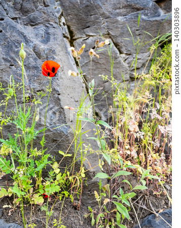 wild red poppy flower on rock in Hrazdan gorge wild red poppy flower on rock in Hrazdan gorge 140303896