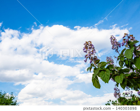 blossoms of Princess Tree and cloud in blue sky blossoms of Princess Tree and cloud in blue sky 140303898
