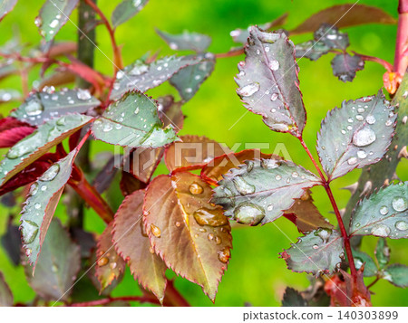 rain drops on leaves of rose bush close-up rain drops on leaves of rose bush close-up 140303899