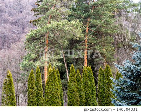 green pines, thujas and spruces on mountain slope green pines, thujas and spruces on mountain slope 140304031