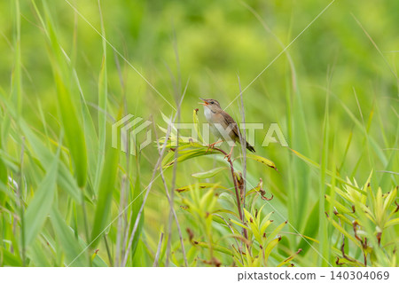 A Japanese Bush Warbler perched on the grass in the meadow, singing. A Japanese Bush Warbler perched on the grass in the meadow, singing. 140304069