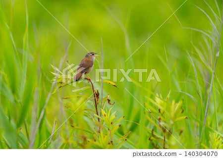 A Japanese Bush Warbler perched on the grass in the meadow, singing. A Japanese Bush Warbler perched on the grass in the meadow, singing. 140304070
