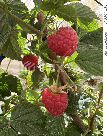 A raspberry bush branch with red berries A raspberry bush branch with red berries 140304136
