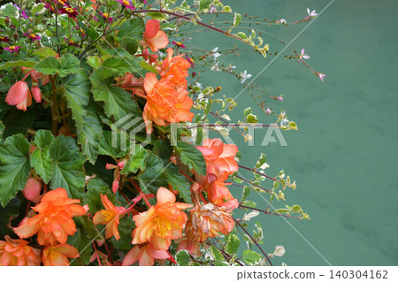 法國安納西水邊盛開的花朵:美麗的夏日景色(2021年7月30日) 法國安納西水邊盛開的花朵:美麗的夏日景色(2021年7月30日) 140304162