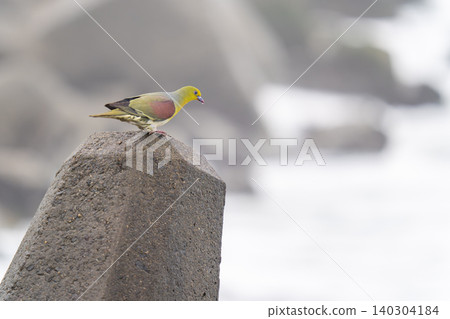 一隻日本綠鳩在防波堤上休息。 一隻日本綠鳩在防波堤上休息。 140304184