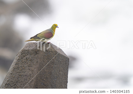 一隻日本綠鳩在防波堤上休息。 一隻日本綠鳩在防波堤上休息。 140304185