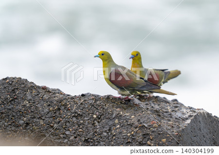 一隻日本綠鳩在防波堤上休息。 140304199